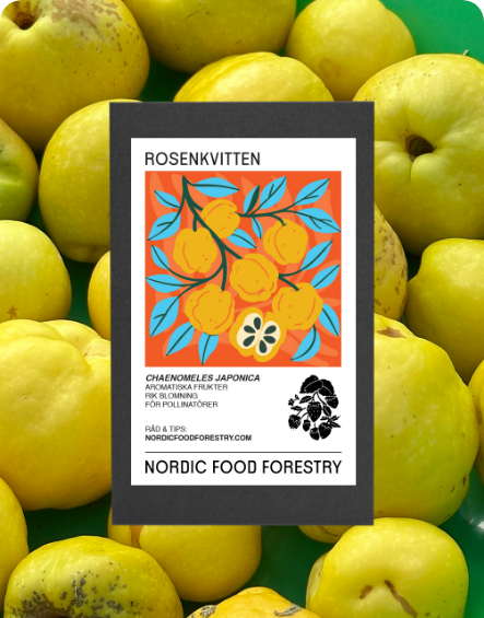 Rosenkvitten (Chaenomeles japonica)