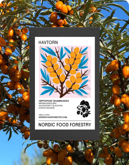 Havtorn (Hippophae rhamnoides)