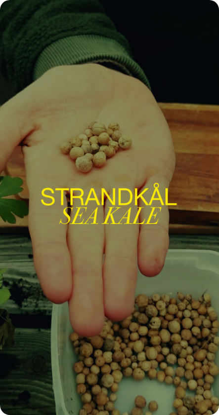 Strandkål — Seakale