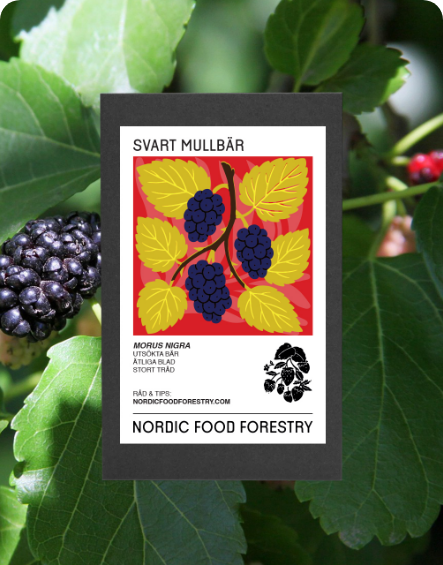 Svart mullbär (Morus nigra)