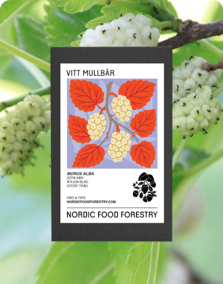 Vitt mullbär (Morus alba)
