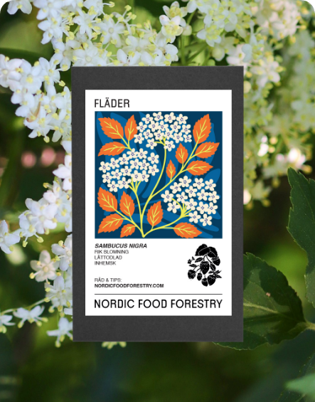 Fläder (Sambucus nigra)