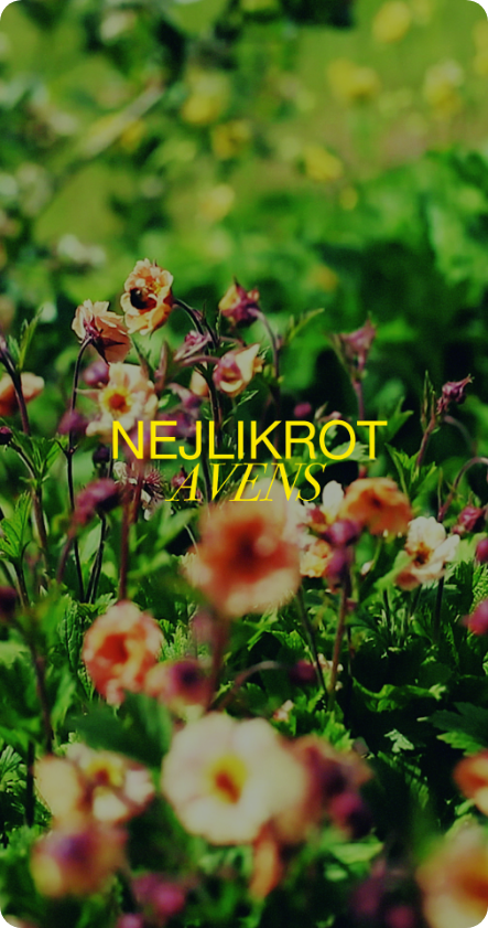 Nejlikrot — Avens